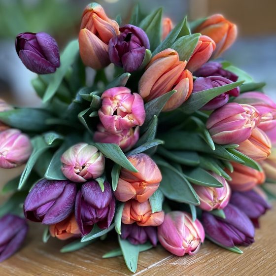 tulips jewel