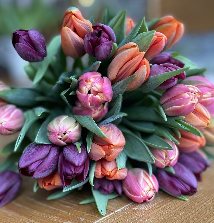 tulips jewel