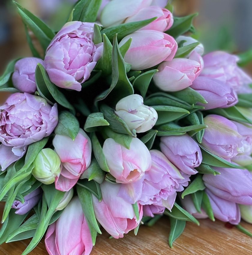 Tulip Mania Pastel